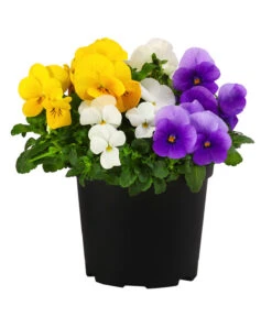 Hornveilchen-Trio, Weiß/gelb/lila