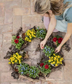 Vergissmeinnicht 9 Vergissmeinnicht -Ecopots Garten Geschaft 8808545 8808099 8244501 WE MO 001 ViolaCornutaHornveilchenT14Content2022