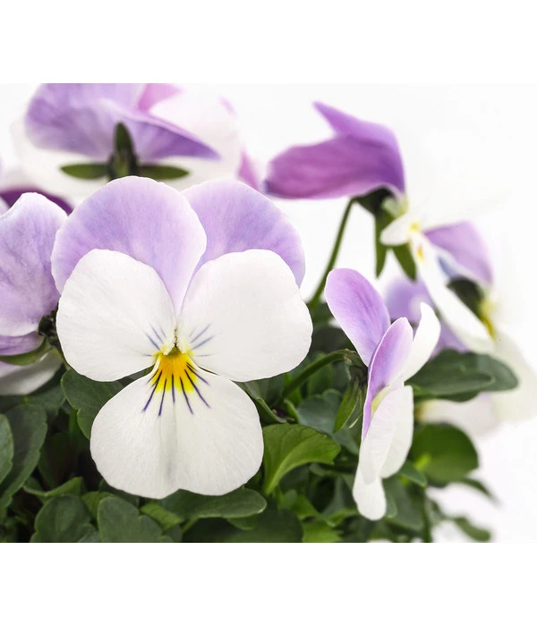 Hornveilchen, Sonderfarben 12 Hornveilchen, Sonderfarben – Bild 10