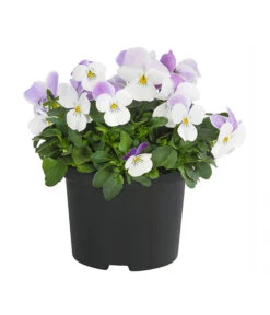 Hornveilchen, Sonderfarben 17 Hornveilchen, Sonderfarben -Ecopots Garten Geschaft 8808685 PR FS 001 HornveilchenViolaCornutaSonderfarbenT10DehnerExpressHerzig