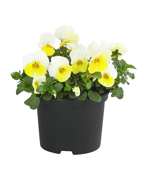 Hornveilchen, Sonderfarben 4 Hornveilchen, Sonderfarben – Bild 2