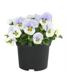 Hornveilchen, Sonderfarben 18 Hornveilchen, Sonderfarben -Ecopots Garten Geschaft 8808685 PR FS 003 HornveilchenViolaCornutaSonderfarbenT10DehnerExpressHerzig