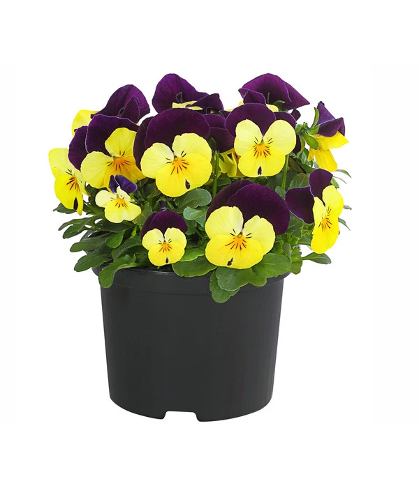 Hornveilchen, Sonderfarben 5 Hornveilchen, Sonderfarben – Bild 3