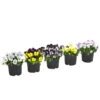 Hornveilchen, Sonderfarben -Ecopots Garten Geschaft 8808685 PR FS 006 HornveilchenViolaCornutaSonderfarbenT10DehnerExpressHerzig