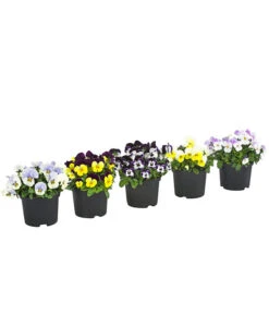 Hornveilchen, Sonderfarben