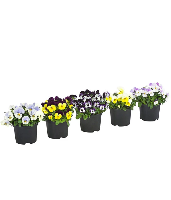 Hornveilchen, Sonderfarben 3 Hornveilchen, Sonderfarben