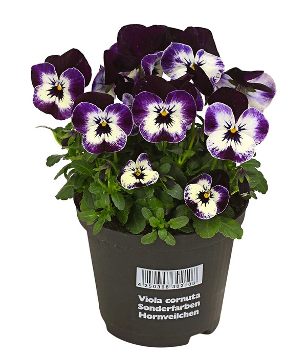 Hornveilchen, Sonderfarben 8 Hornveilchen, Sonderfarben – Bild 6