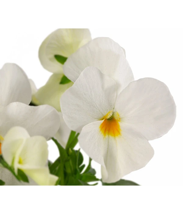 Beet- & Balkonpflanzen-Set Traum In Rosa, 6-teilig 7 Beet- & Balkonpflanzen-Set Traum In Rosa, 6-teilig – Bild 5