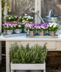 Hornveilchen, Sonderfarben 20 Hornveilchen, Sonderfarben -Ecopots Garten Geschaft 8808685 WE MO 001 HornveilchenBellisNelke