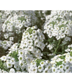 Duftsteinrich 8 Duftsteinrich -Ecopots Garten Geschaft 8809568 WE DE 001 LobulariaSnowPrincessKientzler