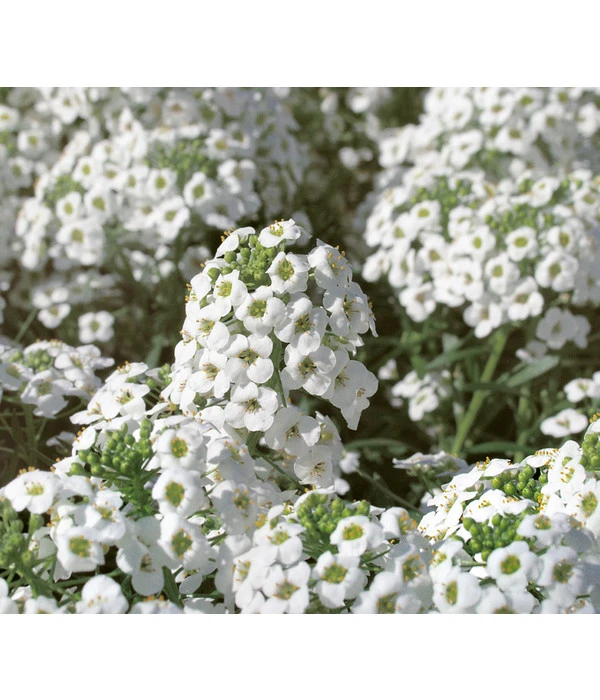 Duftsteinrich 5 Duftsteinrich – Bild 3