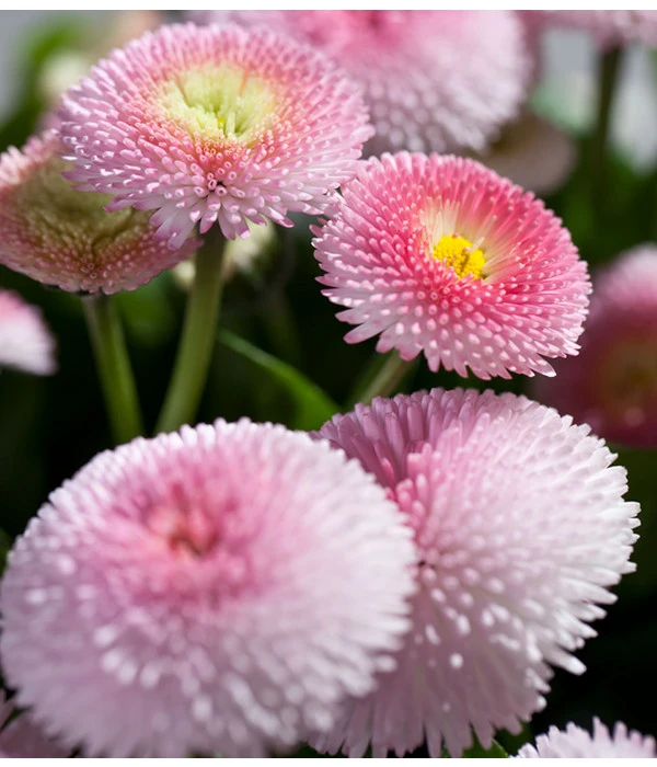 Beet- & Balkonpflanzen-Set Traum In Rosa, 6-teilig 9 Beet- & Balkonpflanzen-Set Traum In Rosa, 6-teilig – Bild 7