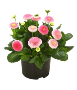 Beet- & Balkonpflanzen-Set Traum In Rosa, 6-teilig 16 Beet- & Balkonpflanzen-Set Traum In Rosa, 6-teilig -Ecopots Garten Geschaft 8809857 WE FS 001 BellisSonderfarbenGaensebluemchenSofaErdbeersahne