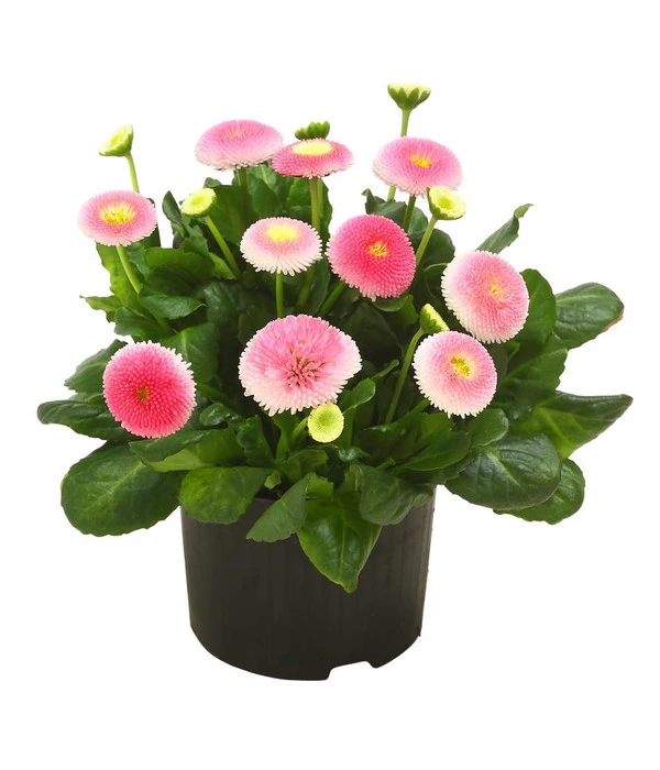 Beet- & Balkonpflanzen-Set Traum In Rosa, 6-teilig 8 Beet- & Balkonpflanzen-Set Traum In Rosa, 6-teilig – Bild 6