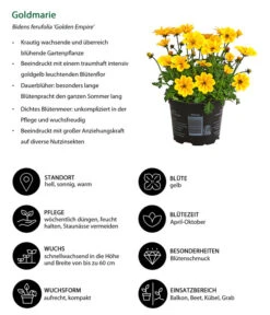 Goldmarie 'Golden Empire' -Ecopots Garten Geschaft 8810038 WE IG 001 Goldmarie