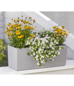 Goldmarie 'Golden Empire' -Ecopots Garten Geschaft 8810038 WE MO 001 BidensGoldenEmpireSuteraEuphorbiaDiamondfrost