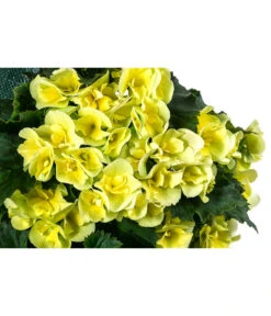 Wandhänger Mit Hängebegonien, Verschiedene Sorten -Ecopots Garten Geschaft 8810988 WE DE 001 HaengebegonieWandhaengergelb