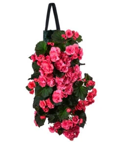 Wandhänger Mit Hängebegonien, Verschiedene Sorten -Ecopots Garten Geschaft 8810988 WE FS 001 HaengebegonieWandhaengerrosa
