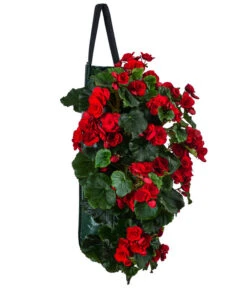 Wandhänger Mit Hängebegonien, Verschiedene Sorten -Ecopots Garten Geschaft 8810988 WE FS 001 HaengebegonieWandhaengerrot