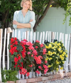 Wandhänger Mit Hängebegonien, Verschiedene Sorten -Ecopots Garten Geschaft 8810988 WE MO 001 BegoniaWandhaenger