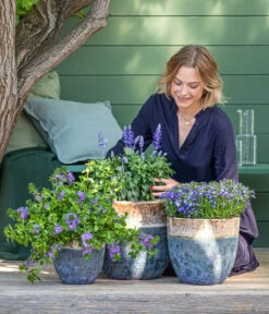 Fächerblume 8 Fächerblume -Ecopots Garten Geschaft 8811143 WE MO 001 BlaueMauritius