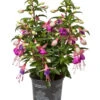 Fuchsie, Stehend, Verschiedene Farben 1 Fuchsie, Stehend, Verschiedene Farben -Ecopots Garten Geschaft 8812505 WE FS 001 Fuchsia DehnerExpressWunderlich