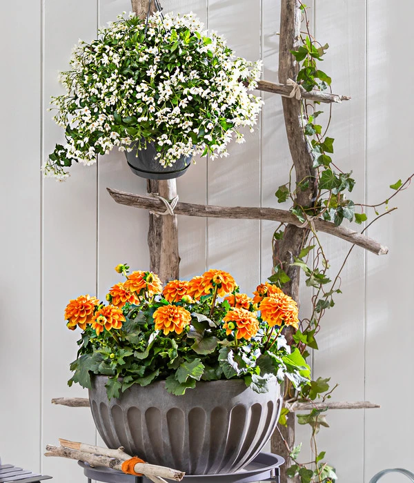 Jasminblütiger Nachtschatten, Ampel 4 Jasminblütiger Nachtschatten, Ampel – Bild 2