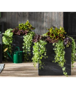 Punktblume 'Hippo', Verschiedene Sorten 14 Punktblume 'Hippo', Verschiedene Sorten -Ecopots Garten Geschaft 8814147 WE MO 001 GlechomaPlectranthusIpomoeaSolenostemonHippoMix