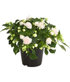 Fleißiges Lieschen, Gefüllt, Verschiedene Farben -Ecopots Garten Geschaft 8814659 WE FS 014 FleissigesLieschenGefuelltImpatiensWallerianaT12