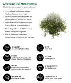 Mueca - Gitterkraut Und Mühlenbeckia -Ecopots Garten Geschaft 8815763 WE IG 001 MuecaT13MuehlenbeckiaCalocephalus