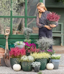 Mueca - Gitterkraut Und Mühlenbeckia -Ecopots Garten Geschaft 8815763 WE MO 001 MuecaGitterkrautMuehlenbeckia