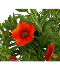 Minihängepetunie, Orange 9 Minihängepetunie, Orange -Ecopots Garten Geschaft 8816837 PR DE 001 CalibrachoaMinihaengepetunieOrangeDehnerExpressHerzig