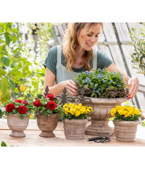 Vergissmeinnicht 3 Vergissmeinnicht – Bild 2