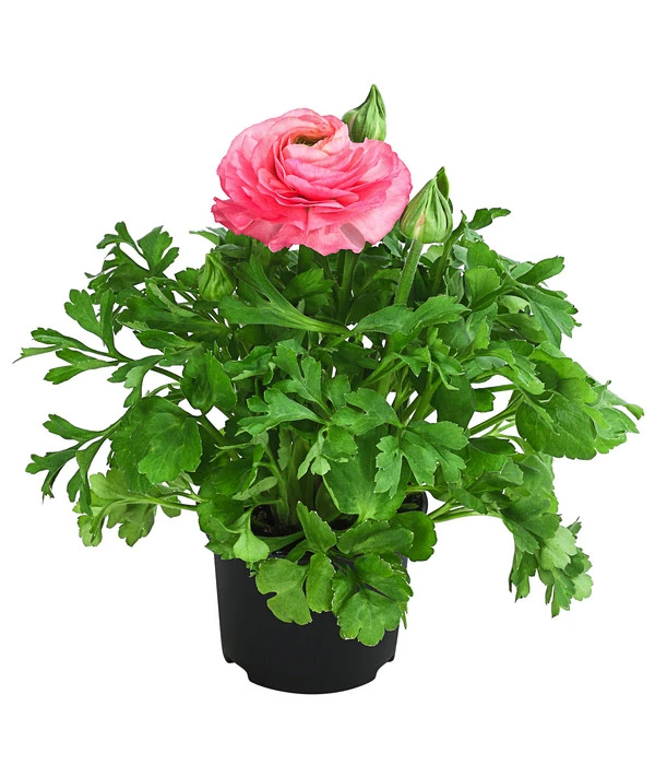 Beet- & Balkonpflanzen-Set Traum In Rosa, 6-teilig 4 Beet- & Balkonpflanzen-Set Traum In Rosa, 6-teilig – Bild 2