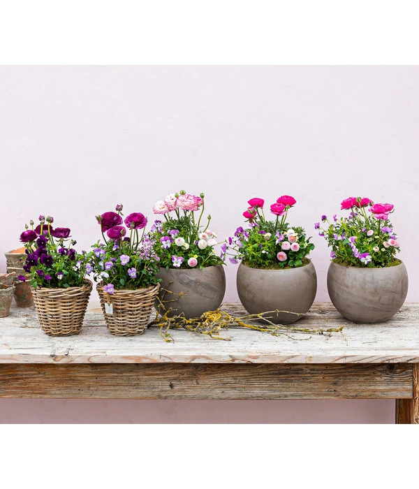 Beet- & Balkonpflanzen-Set Traum In Rosa, 6-teilig 11 Beet- & Balkonpflanzen-Set Traum In Rosa, 6-teilig – Bild 9