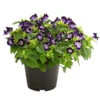 Torenie -Ecopots Garten Geschaft 8818171 WE FS 001 ToreniaBlauTorenieT13DehnerExpressHerzig