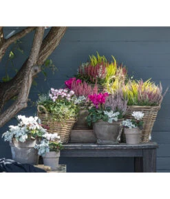 Mueca - Gitterkraut Und Mühlenbeckia -Ecopots Garten Geschaft 8819260 WE MO 001 Herbstmix