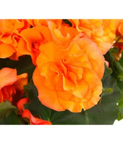 Begonie 'Solenia', Verschiedene Sorten 16 Begonie 'Solenia', Verschiedene Sorten -Ecopots Garten Geschaft 8821290 PR DE 002 HaengebegonieSoleniaT12DehnerExpressHerzig