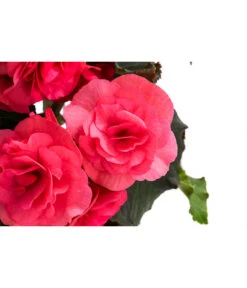 Begonie 'Solenia', Verschiedene Sorten 19 Begonie 'Solenia', Verschiedene Sorten -Ecopots Garten Geschaft 8821290 WE DE 001 BegonieSoleniaPinkT12