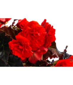 Begonie 'Solenia', Verschiedene Sorten 18 Begonie 'Solenia', Verschiedene Sorten -Ecopots Garten Geschaft 8821290 WE DE 002 BegonieSoleniaRotT12