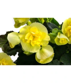Begonie 'Solenia', Verschiedene Sorten 17 Begonie 'Solenia', Verschiedene Sorten -Ecopots Garten Geschaft 8821290 WE DE 003 BegonieSoleniaGelbT12