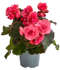 Begonie 'Solenia', Verschiedene Sorten 14 Begonie 'Solenia', Verschiedene Sorten -Ecopots Garten Geschaft 8821290 WE FS 001 BegonieSoleniaPinkT12