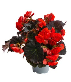 Begonie 'Solenia', Verschiedene Sorten 13 Begonie 'Solenia', Verschiedene Sorten -Ecopots Garten Geschaft 8821290 WE FS 002 BegonieSoleniaRotT12