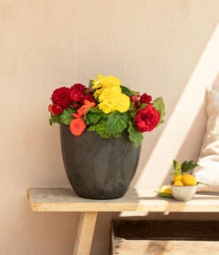 Begonie 'Solenia', Verschiedene Sorten 15 Begonie 'Solenia', Verschiedene Sorten -Ecopots Garten Geschaft 8821290 WE MO 001 BegonieSolenia