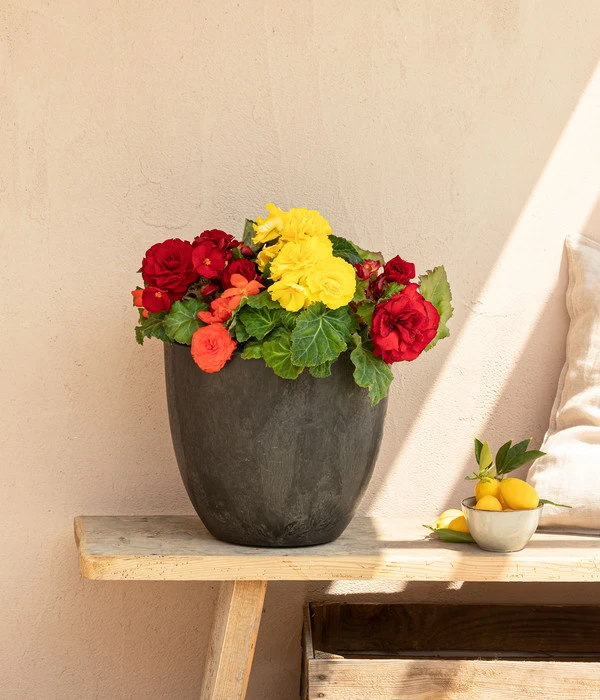 Begonie 'Solenia', Verschiedene Sorten 7 Begonie 'Solenia', Verschiedene Sorten – Bild 5