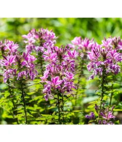 Spinnenpflanze -Ecopots Garten Geschaft 8821548 PR DE 001 CleomeSpinnenpflanzeBGALucknerMai2017