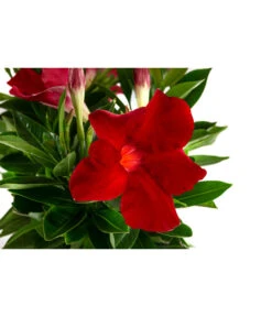 Dipladenie, Ampel -Ecopots Garten Geschaft 8822827 WE DE 001 DipladenieT14