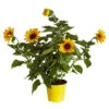 Sonnenblume 'SunBelievable®' 2 Sonnenblume 'SunBelievable®' -Ecopots Garten Geschaft 8823122 PR FS 001 HelianthusSunbelievableSonnenblumeT14NeuheutDehnerExpressZS