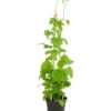 Echter Hopfen 1 Echter Hopfen -Ecopots Garten Geschaft 8824245 PR FS 001 HumulusLupulusHopfenT13DehnerExpressHerzig