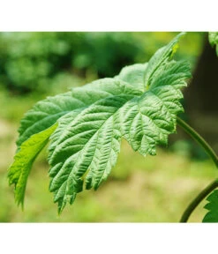 Echter Hopfen 11 Echter Hopfen -Ecopots Garten Geschaft 8824245 WE DE 003 HumulusLupulusHopfenPixabay